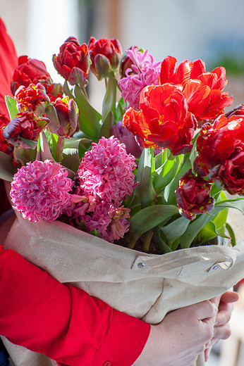 Tulip Rococo,Tulipa Rococo,Tulipe Rococo,Parrot tulip, Red Tulip, Tulip Perroquet